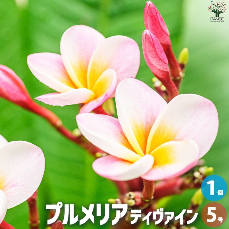 プルメリア苗木 品種：サンバリーナ【花苗 5号鉢／1個売り】｜ 【植物 