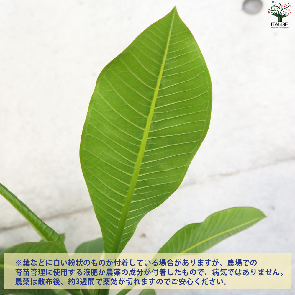 プルメリア苗木 品種：ディヴァイン【花苗 5号鉢／1個売り】｜ 【植物