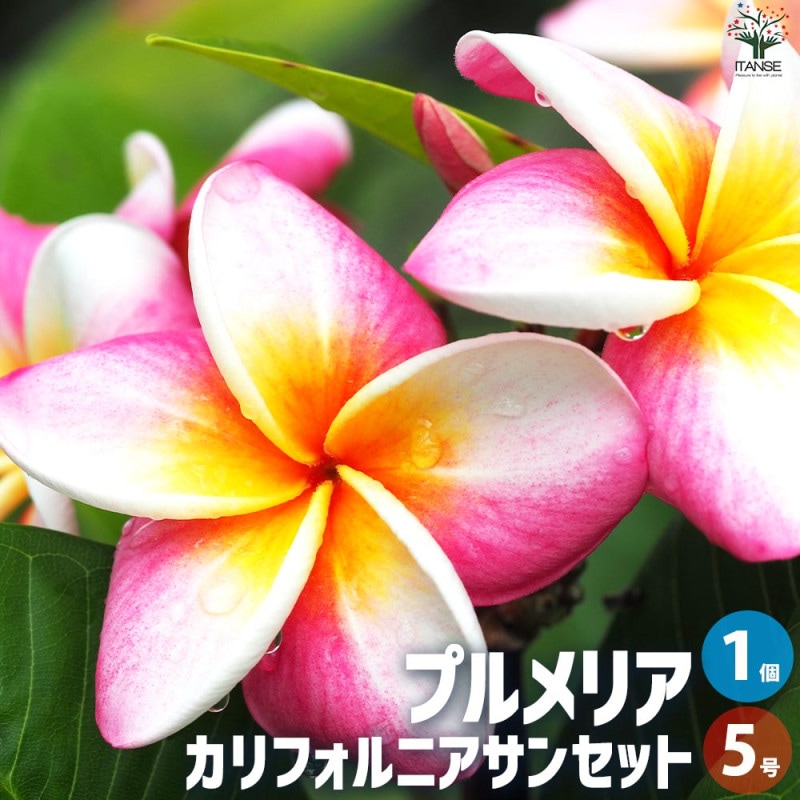 プルメリア苗木 品種：ポプリ【花苗 5号鉢／1個売り】｜ 【植物の
