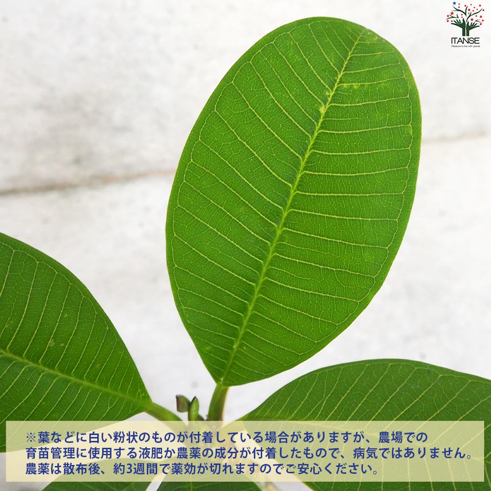 プルメリア苗木 品種：カリフォルニアサンセット【花苗 5号鉢／1個売り