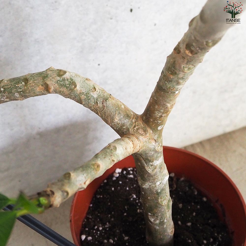 Tahitian Sunset プルメリア　挿木苗　経年株 Tahitian Sunset プルメリア 挿木苗 経年株