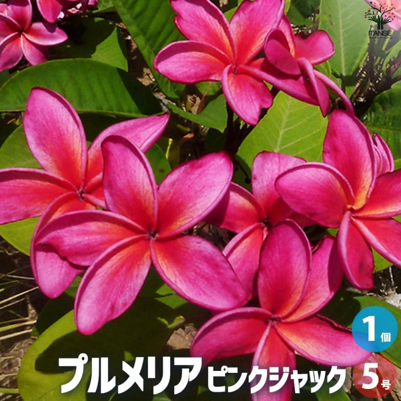 プルメリア 苗/苗木/カット苗/貴重品種 Butterfly Gold プルメリア｜【植物のITANSE】全品送料無料・即出荷!