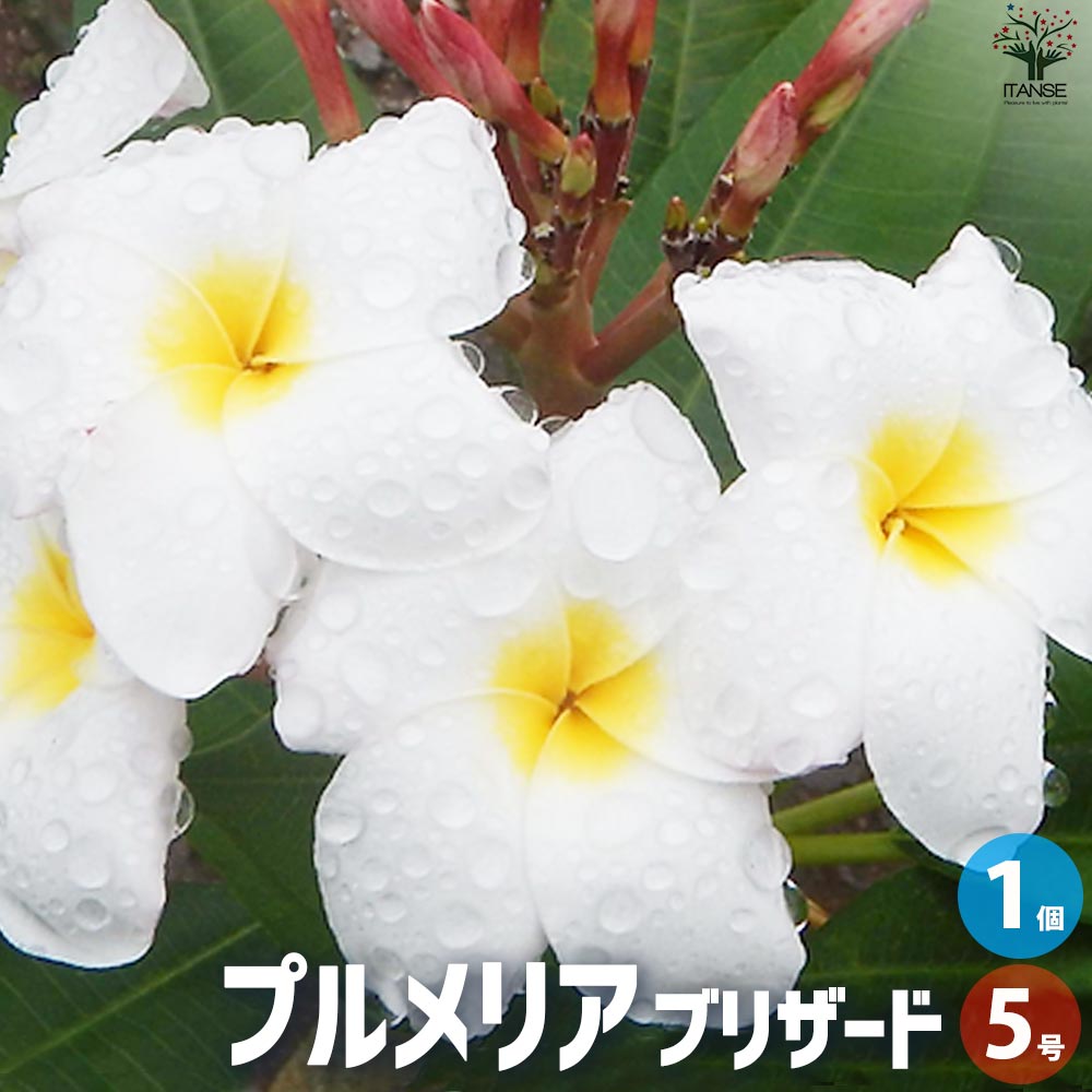 プルメリア苗木 品種：ブリザード【花苗 5号鉢／1個売り
