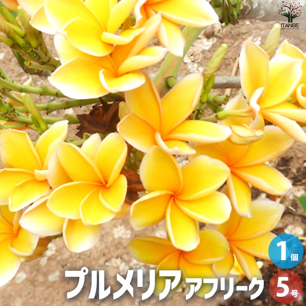 プルメリア苗木 品種：アフリーク【花苗 5号鉢／1個売り】｜ 【植物の