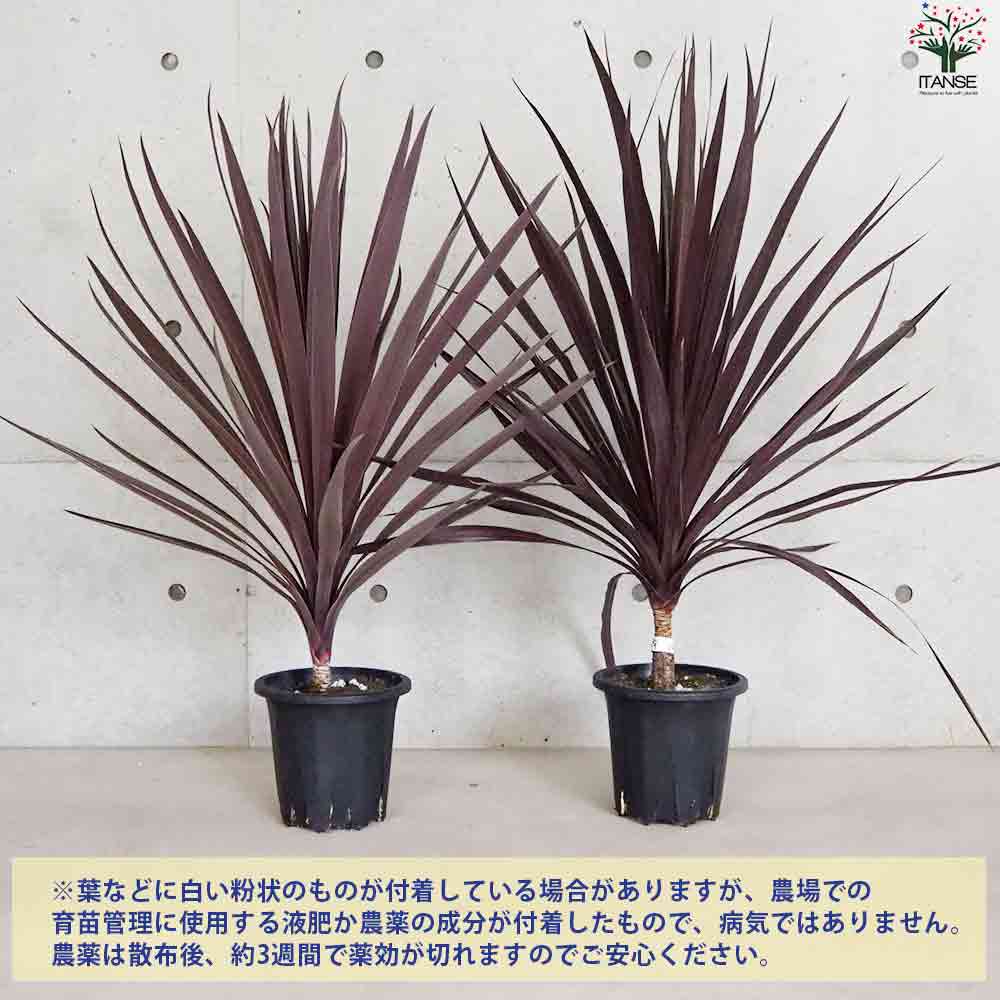 大株 赤ドラセナ 斑入り 約200cm 幹太 レッドスター 36