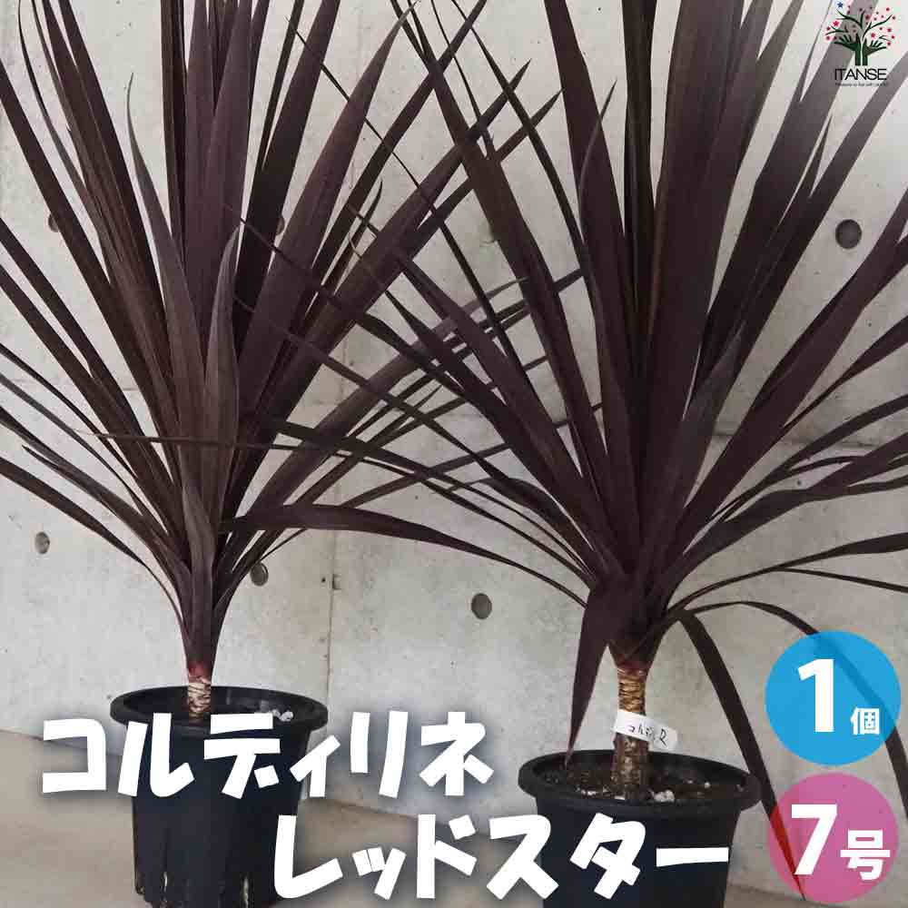 コルディリネ レッドスター 幹上がり【花苗 7号鉢／1個売り】
