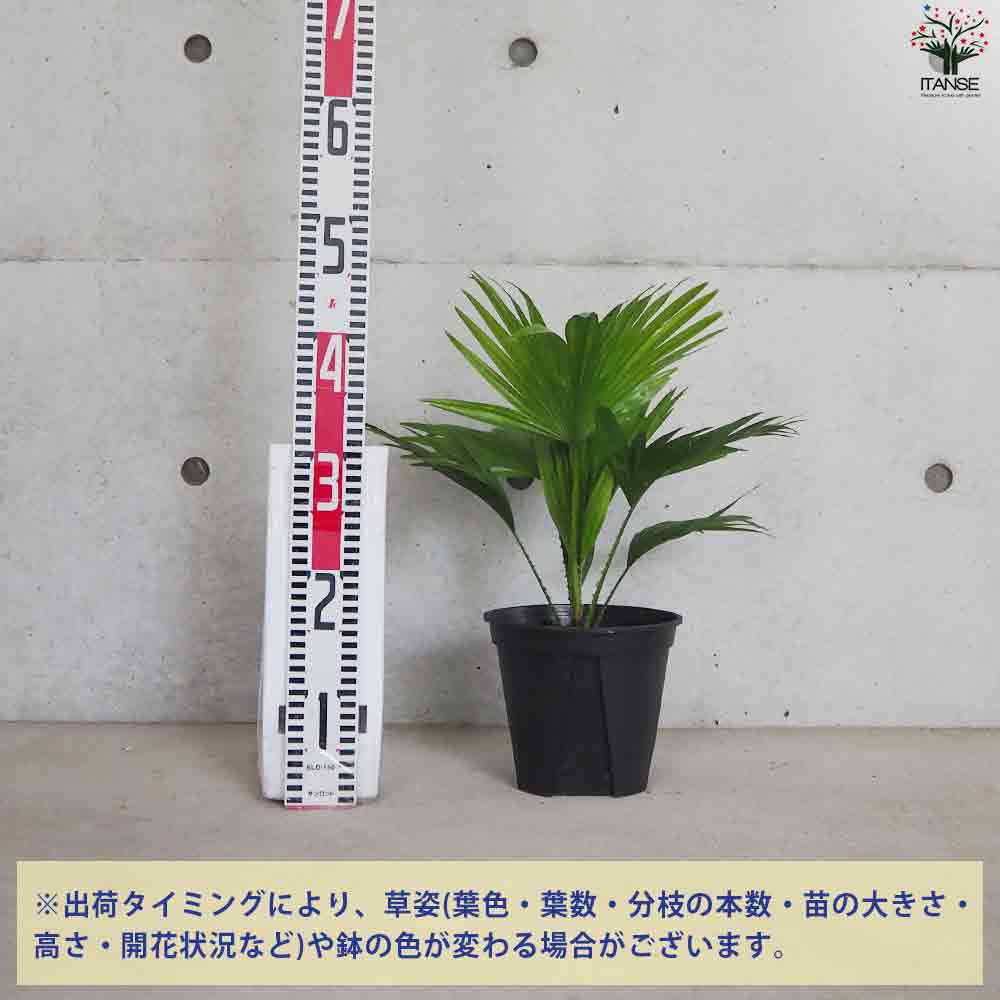 ビロウヤシ【観葉植物 6号鉢／1個売り】｜ 【植物のITANSE