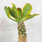 ユーフォルビア ポイゾニー 斑入り【多肉植物 5号鉢／1個売り】|多肉植物