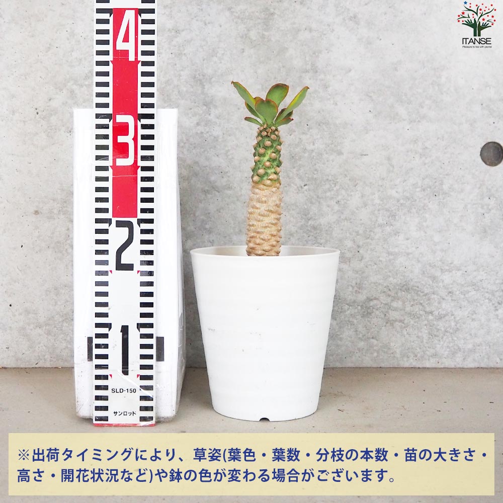 ユーフォルビア ポイゾニー 斑入り【多肉植物 5号鉢／1個売り