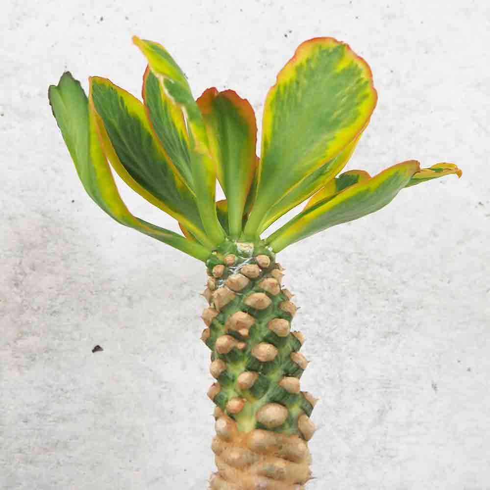 ユーフォルビア ポイゾニー 斑入り【多肉植物 5号鉢／1個売り】
