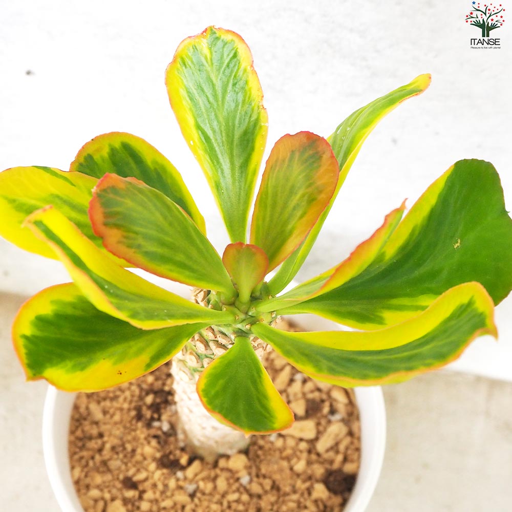 ユーフォルビア ポイゾニー 斑入り【多肉植物 5号鉢／1個売り