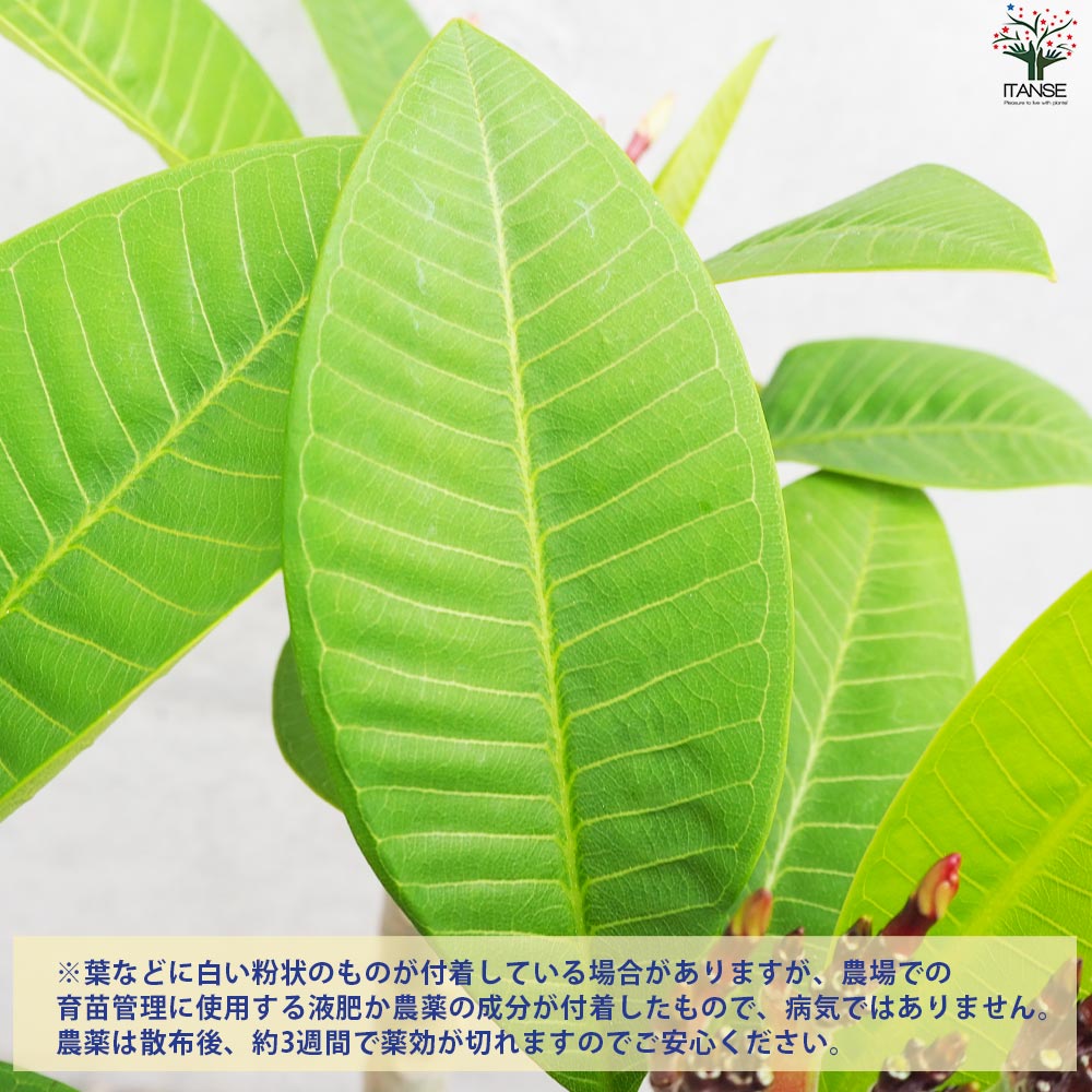 プルメリア苗木 品種：CS3(カルフォルニアサンセット3)【花苗 5号鉢／1