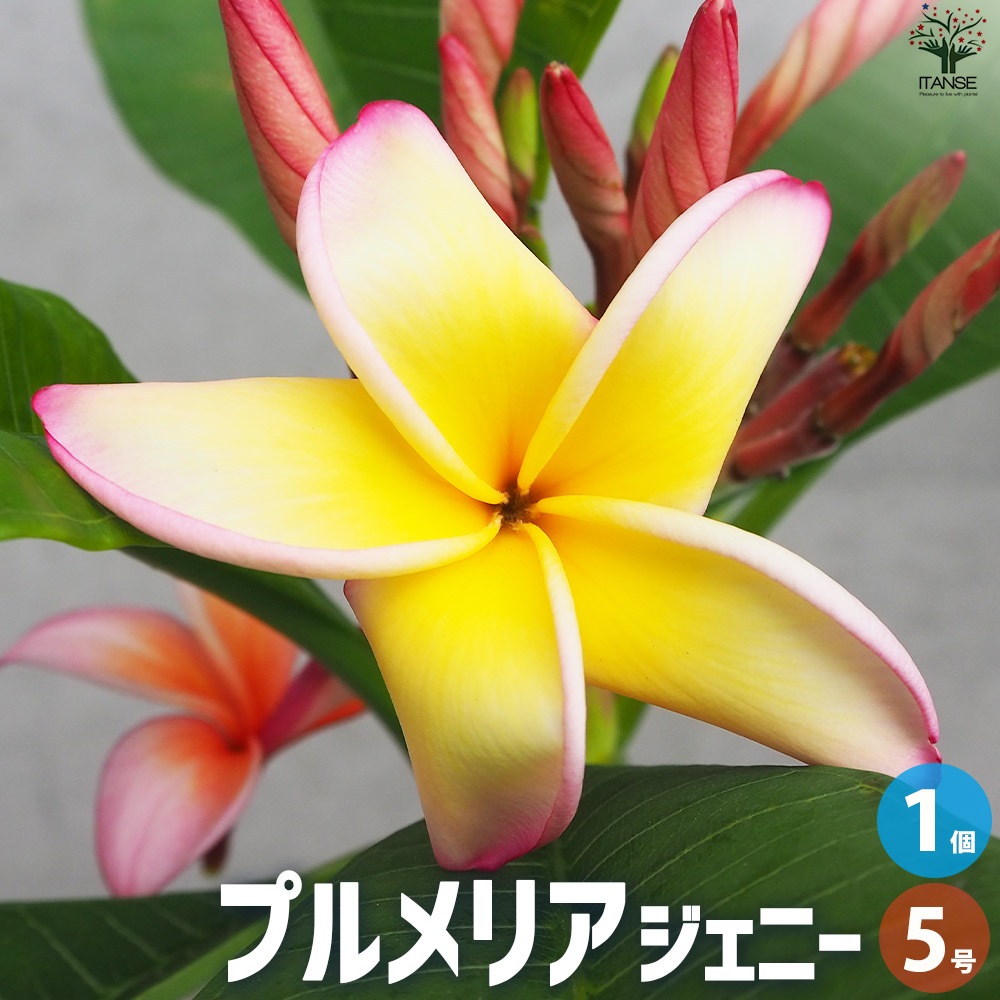 プルメリア苗木 品種：ジェニー【花苗 5号鉢／1個売り】｜ 【植物の