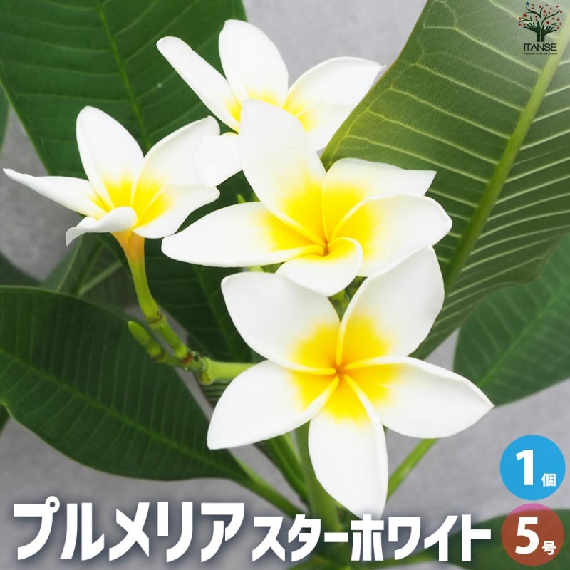 プルメリア苗木 シンガポールホワイト 【花木苗 3.5号】｜ 【植物の