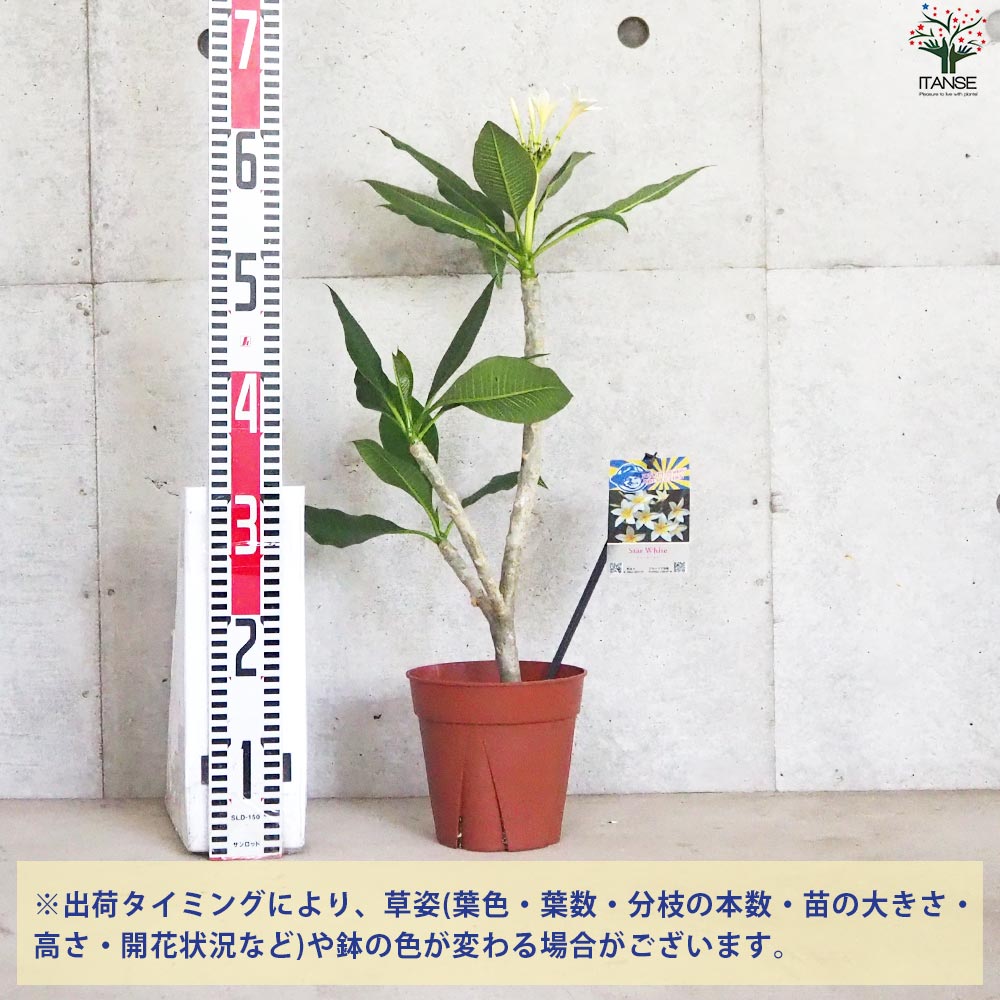 プルメリア苗木 品種：スターホワイト【花苗 5号鉢／1個売り