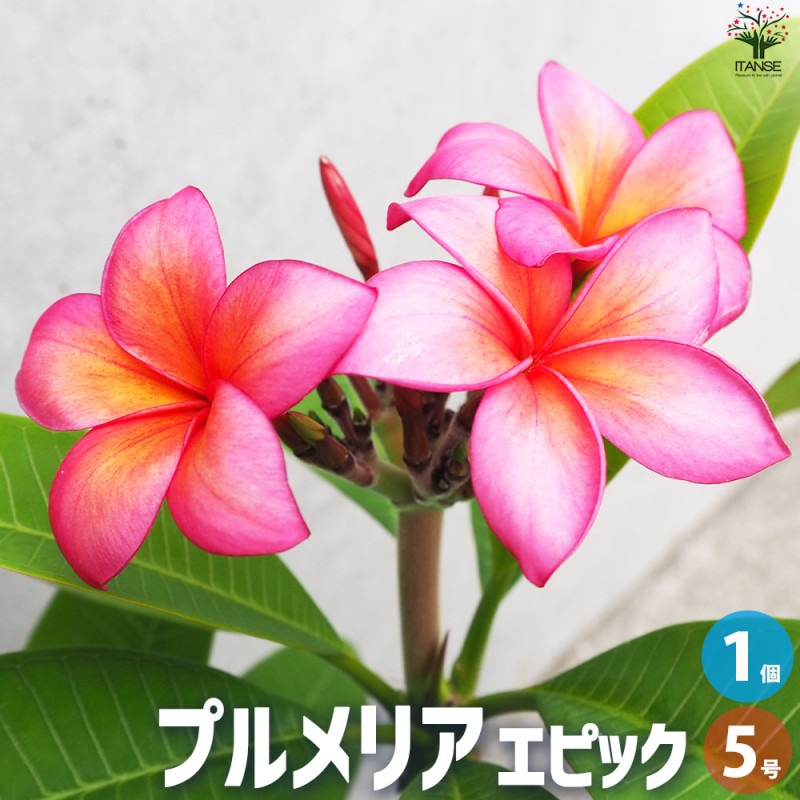 プルメリア 苗木 4又 大型　幹太 プルメリア｜【植物のITANSE】全品送料無料・即出荷!