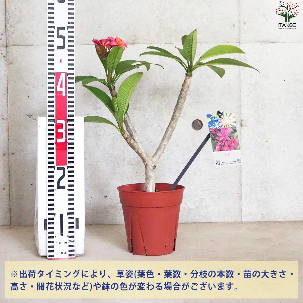 専用‼︎ プルメリア苗木　プルメリア　2苗　5号 現品】プルメリア苗①【ラプソティー】 ジャングルジャック社