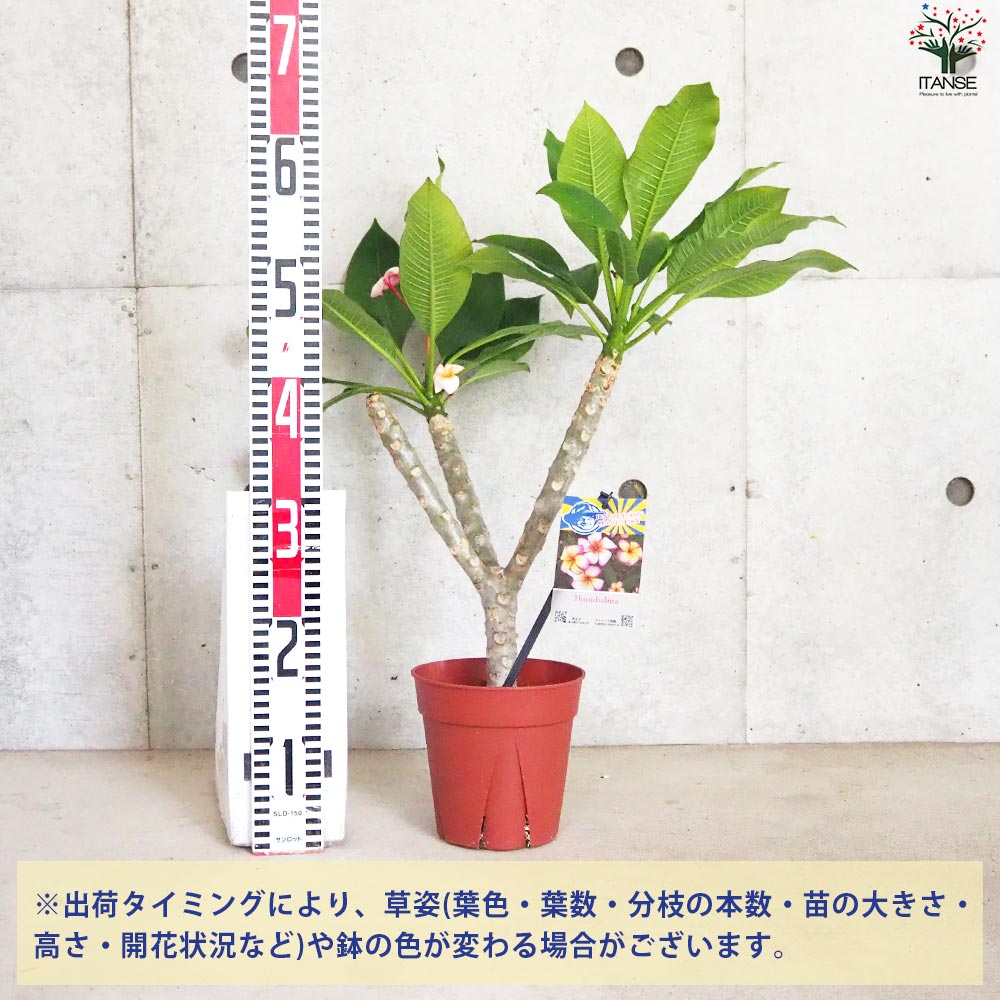 プルメリア鉢植え-1