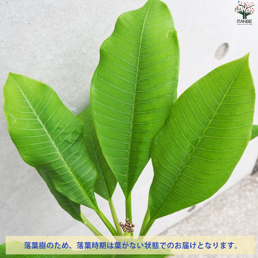 プルメリア苗木 品種：サンバリーナ【花苗 5号鉢／1個売り】｜ 【植物