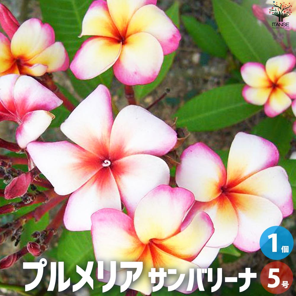 プルメリア苗木 品種：サンバリーナ【花苗 5号鉢／1個売り】｜ 【植物
