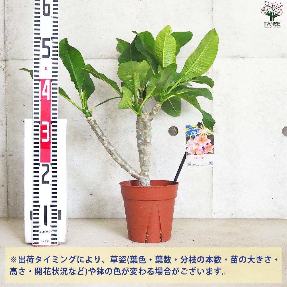 プルメリア苗/苗木/バックルーティング苗/貴重品種 Tropicana プルメリア苗/苗木/バックルーティング苗/貴重品種 Tropicana