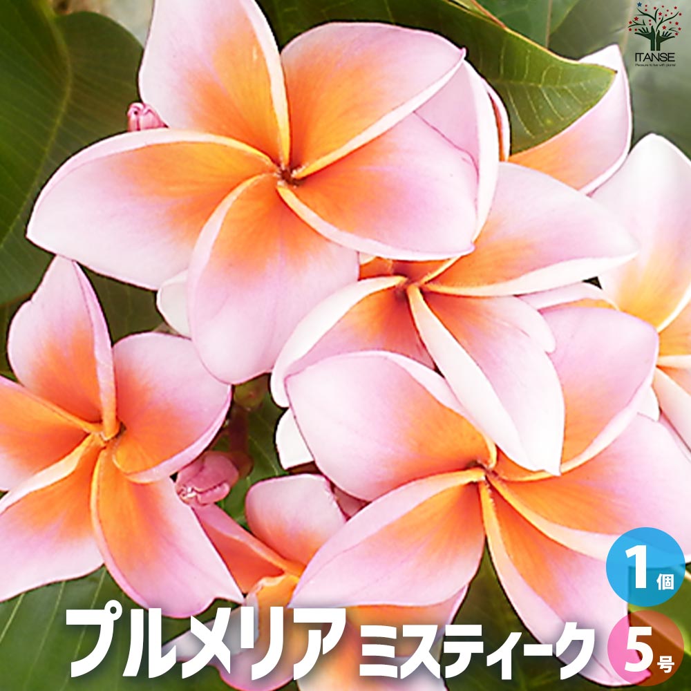 プルメリア苗木 品種：ミスティーク【花苗 5号鉢／1個売り】｜ 【植物