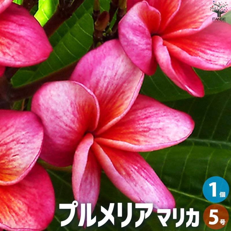プルメリア苗木 品種：サンバリーナ【花苗 5号鉢／1個売り】｜ 【植物