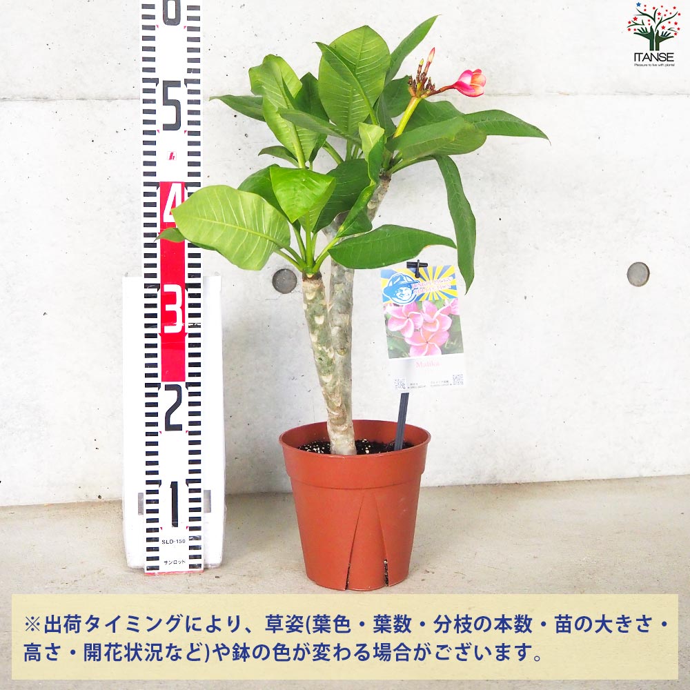 プルメリア苗木 品種：マリカ【花苗 5号鉢／1個売り】｜ 【植物
