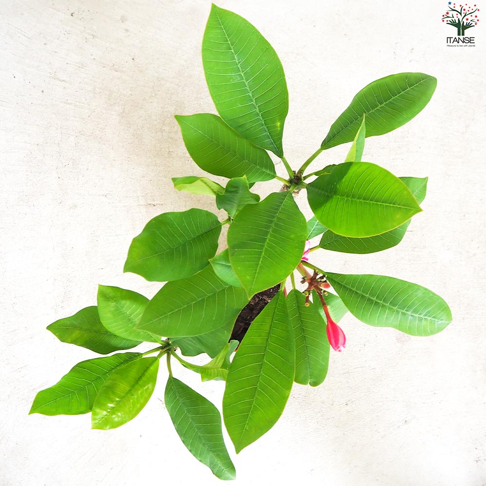 プルメリア苗木 品種：マリカ【花苗 5号鉢／1個売り】｜ 【植物