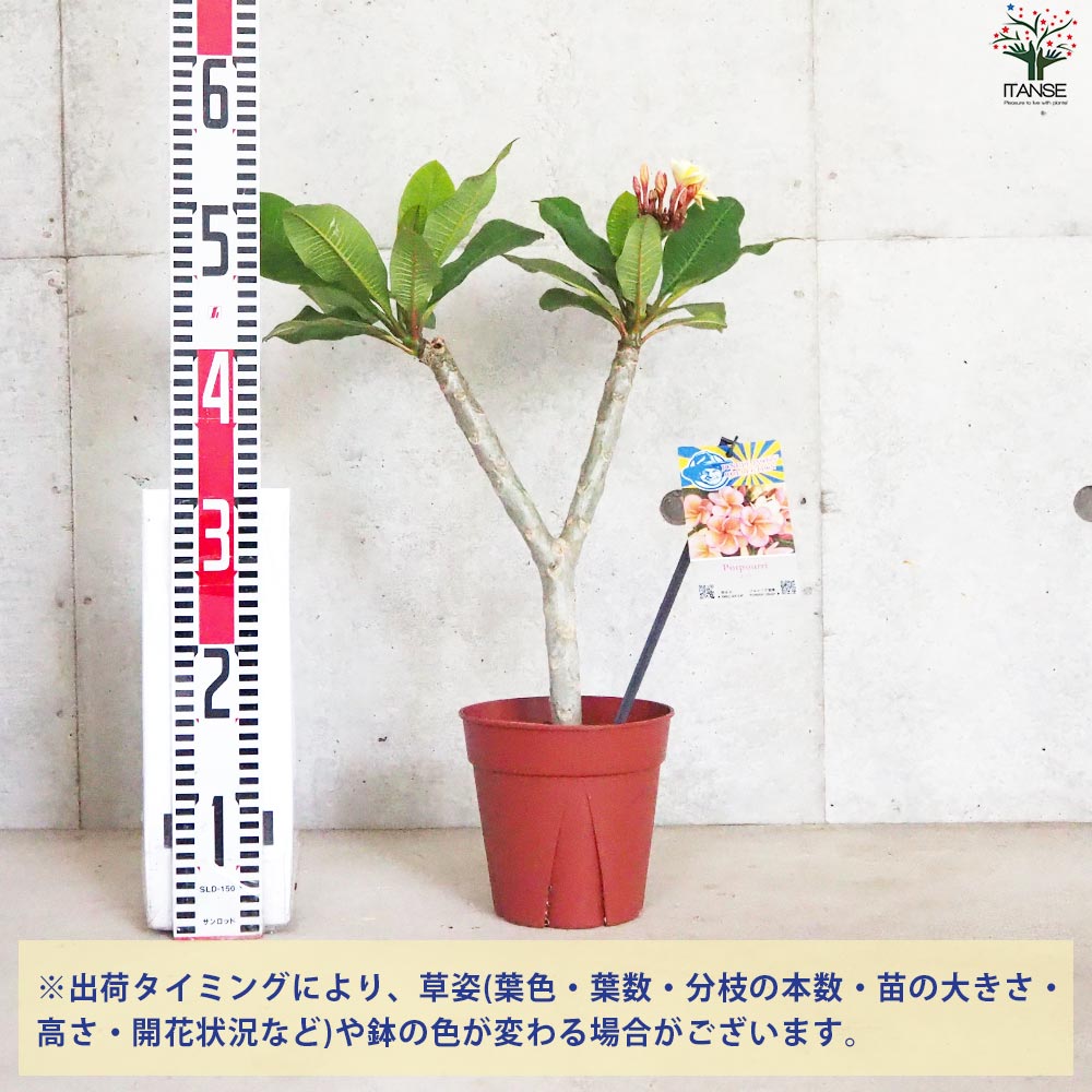 プルメリア苗木 品種：ポプリ【花苗 5号鉢／1個売り】｜ 【植物の