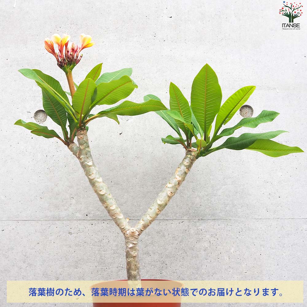 プルメリア苗木 品種：ポプリ【花苗 5号鉢／1個売り】｜ 【植物の