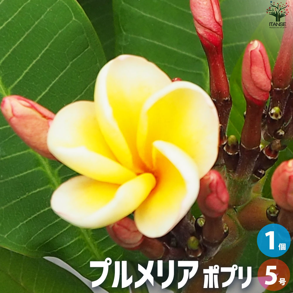 プルメリア苗木 品種：ポプリ【花苗 5号鉢／1個売り】