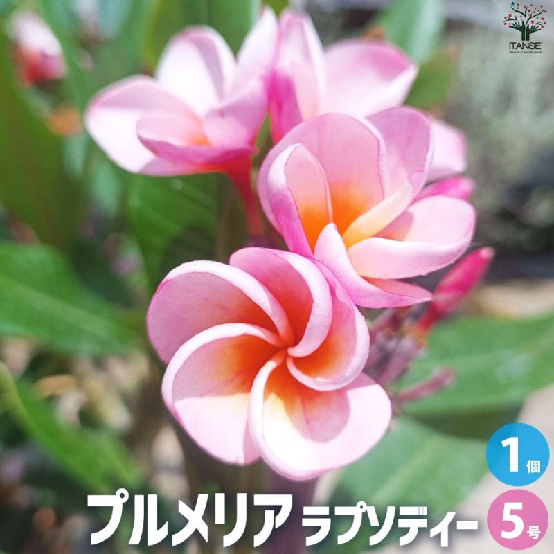 プルメリア苗木 品種：スターホワイト【花苗 5号鉢／1個売り