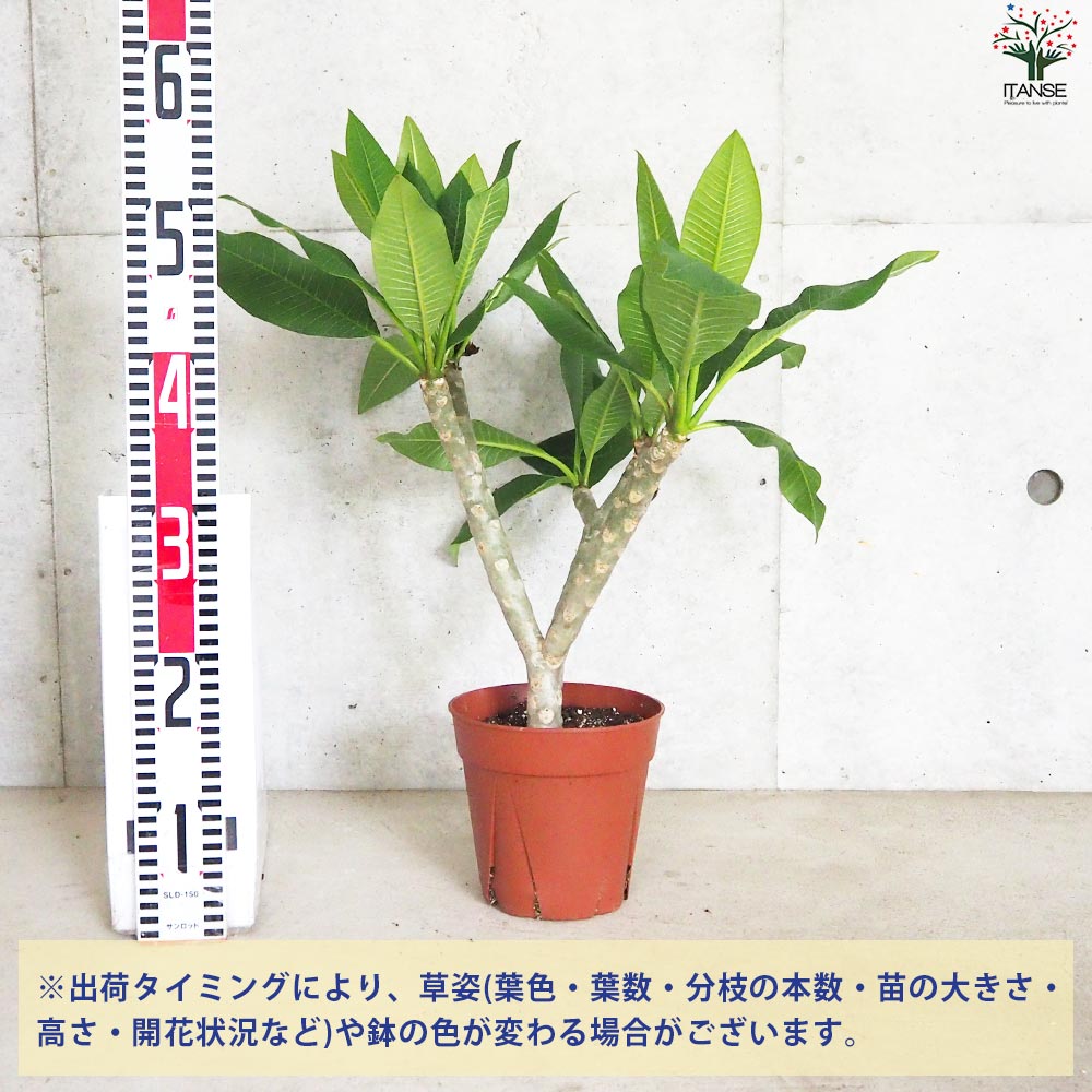 プルメリア苗　プルメリア　4鉢　４種 プルメリア苗木 品種：ラプソディー【花苗 5号鉢／1個売り