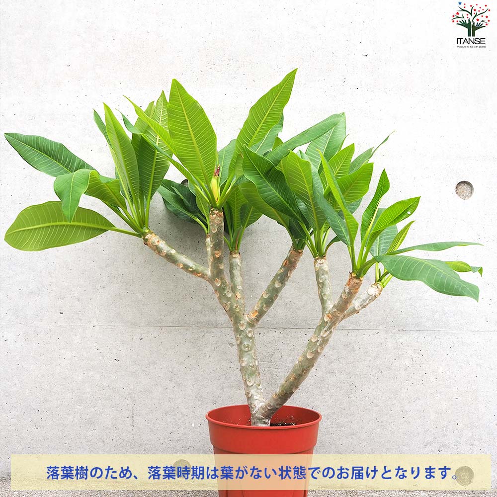 【みるきぃ】プルメリア 苗木 プルメリア苗木 品種：ラプソディー【花苗 5号鉢／1個売り