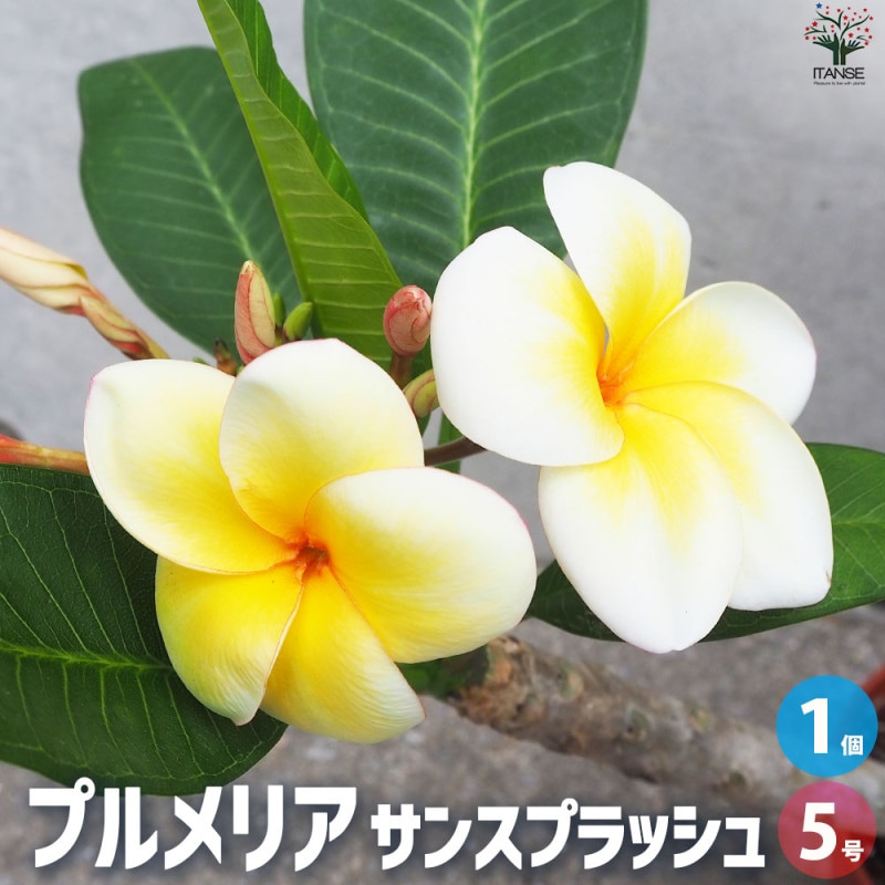 プルメリア｜【植物のITANSE】全品送料無料・即出荷!