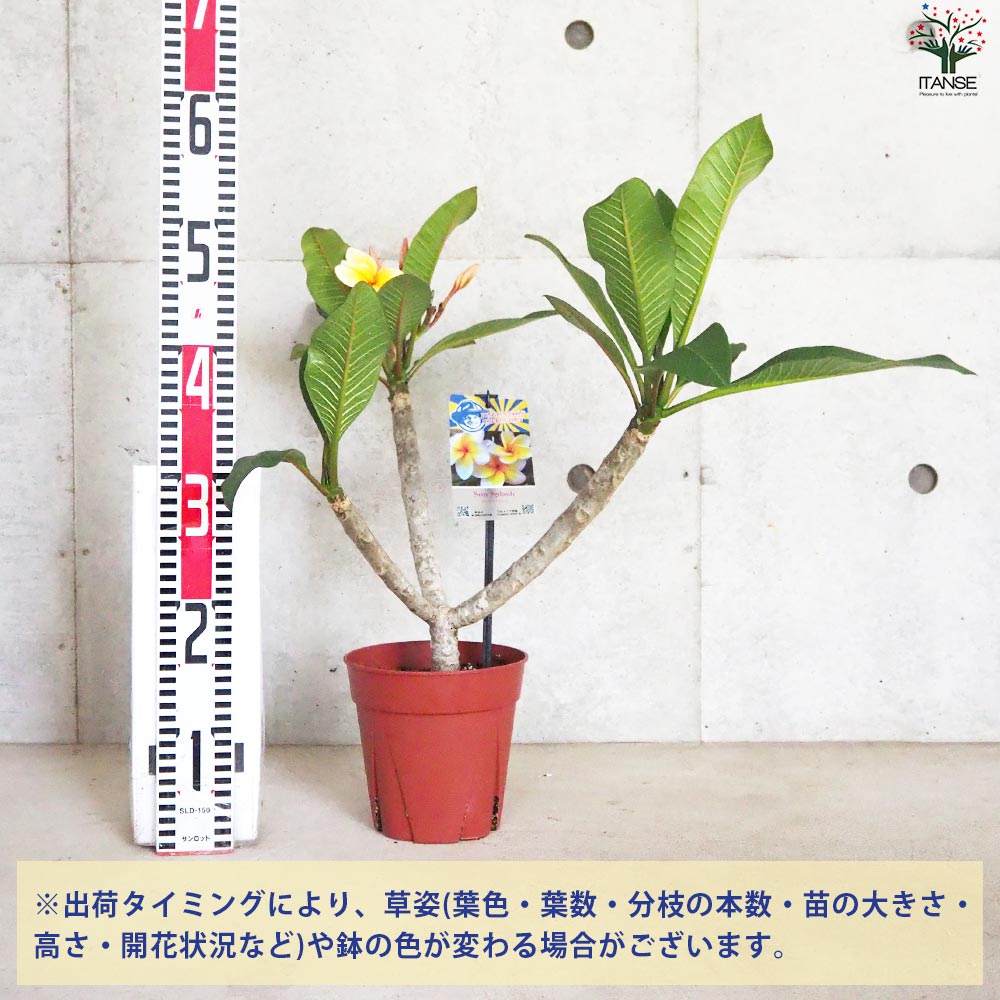 プルメリア苗木 品種：サンスプラッシュ【花苗 5号鉢／1個売り