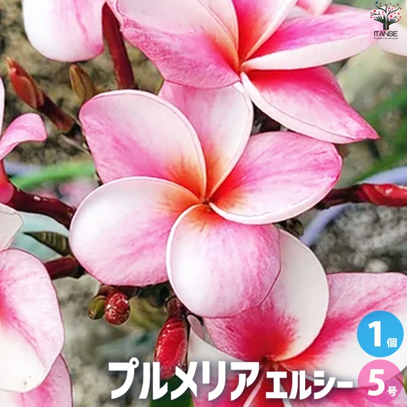 プルメリア苗木 品種：カリフォルニアサンセット【花苗 5号鉢／1個売り