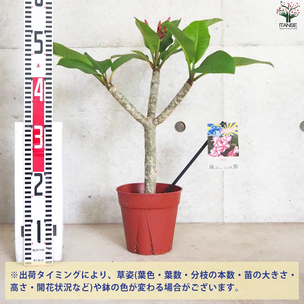 プルメリア苗木　プルメリア　5鉢　5号鉢 プルメリア苗木 ザナドゥ 【花木苗 5号鉢／1個売り】｜ 【植物の