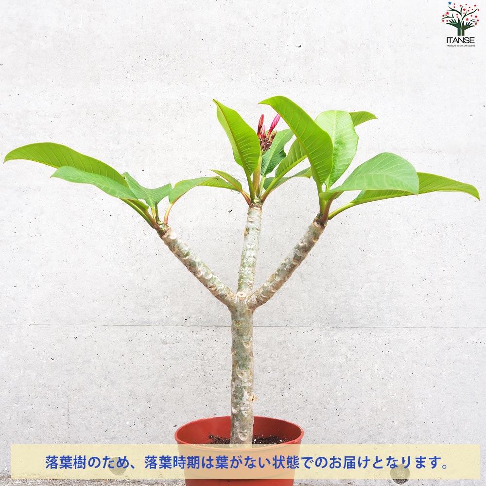 高さ約95㎝枝分かれタイプのプルメリア8号鉢・エルシー 高さ約95