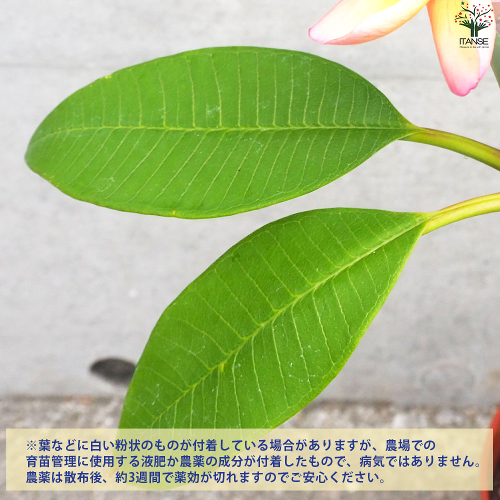 変葉木さま専用 チャメドレア プルモーサ　現品　超大株 Dusymaデュシマ社 バリエーション積木【カーブ積木】 | krtek select toys