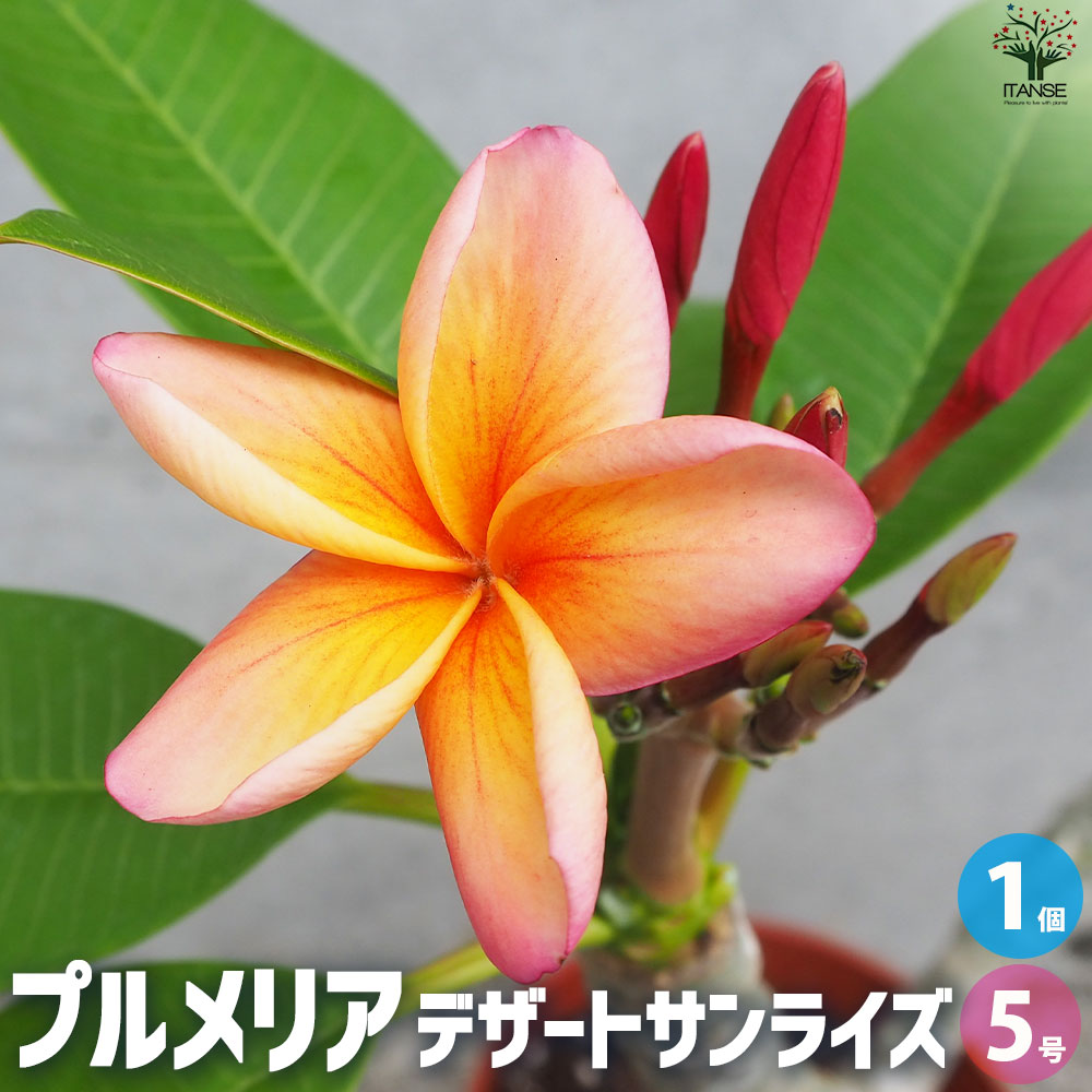 プルメリア苗木 品種：デザートサンライズ【花苗 5号鉢／1個売り