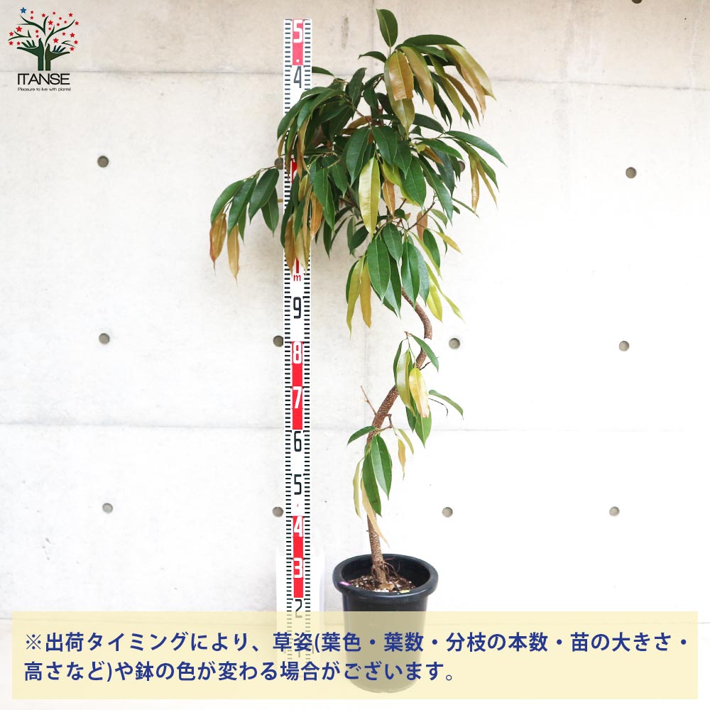 湘南ゴム アムステルダム (フィカス・アムステルダム キング