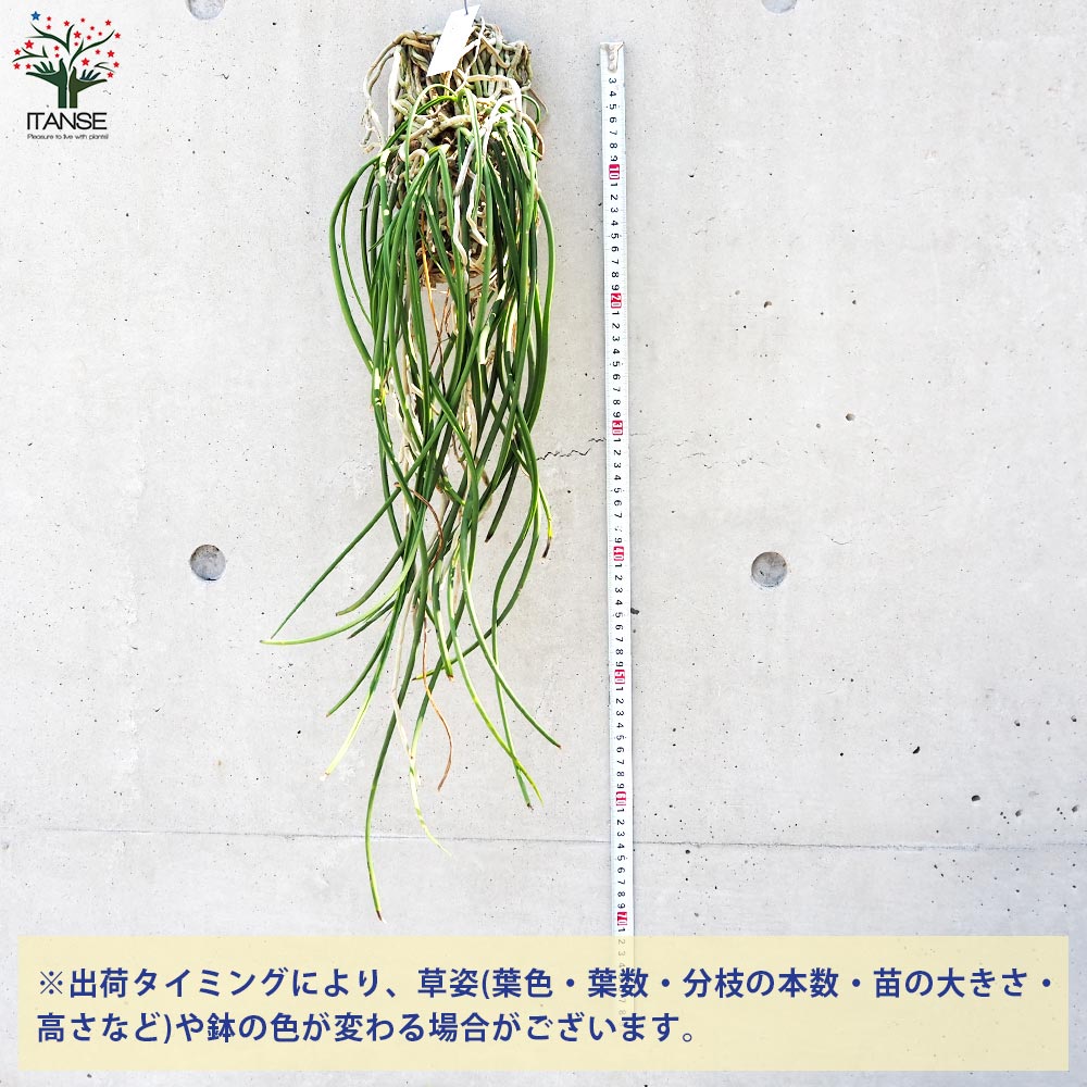 【夏のSALE】着生ラン　セイデンファデニア　ミトラタ　板付 セイデンファデニア ミトラタyellow Seidenfadenia mitrata yell