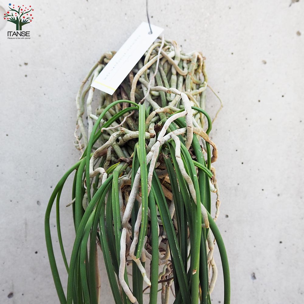 セイデンファデニア ミトラタ 板付き仕立て【観葉植物／1個売り