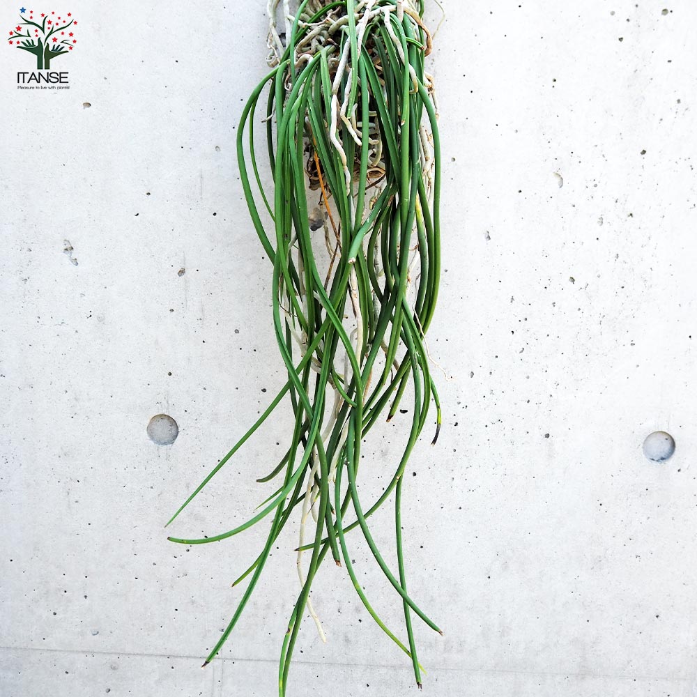 セイデンファデニア ミトラタ 板付き仕立て【観葉植物／1個売り