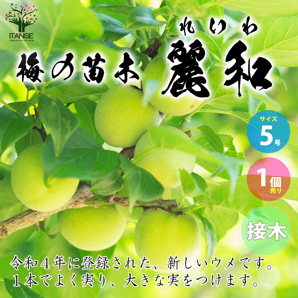 苗木 綺麗ですが品種不明 苗木】2026年秋 富士の輝® 5本〜24本セット