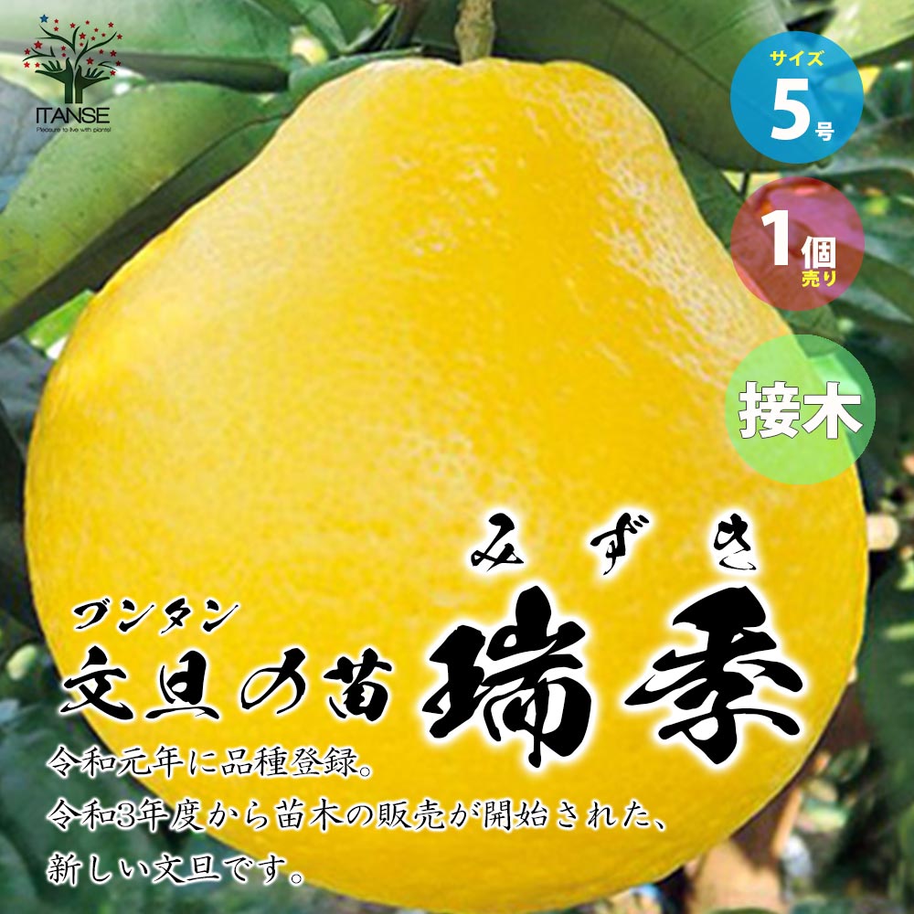 文旦(ブンタン)の苗 瑞季(ミズキ)【果樹の苗木 5号ポット 接木苗／1個売り】