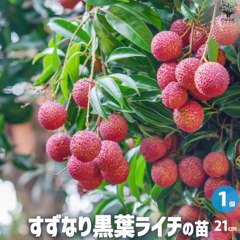 ライチ｜【植物のITANSE】全品送料無料・即出荷!