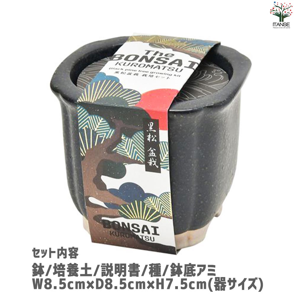 栽培セット The BONSAI 黒松【盆栽／1個売り】｜ 【植物の